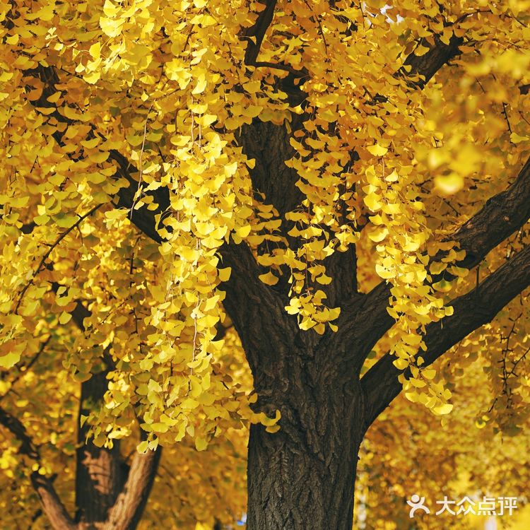 北平之秋｜银杏季｜东直门外大街