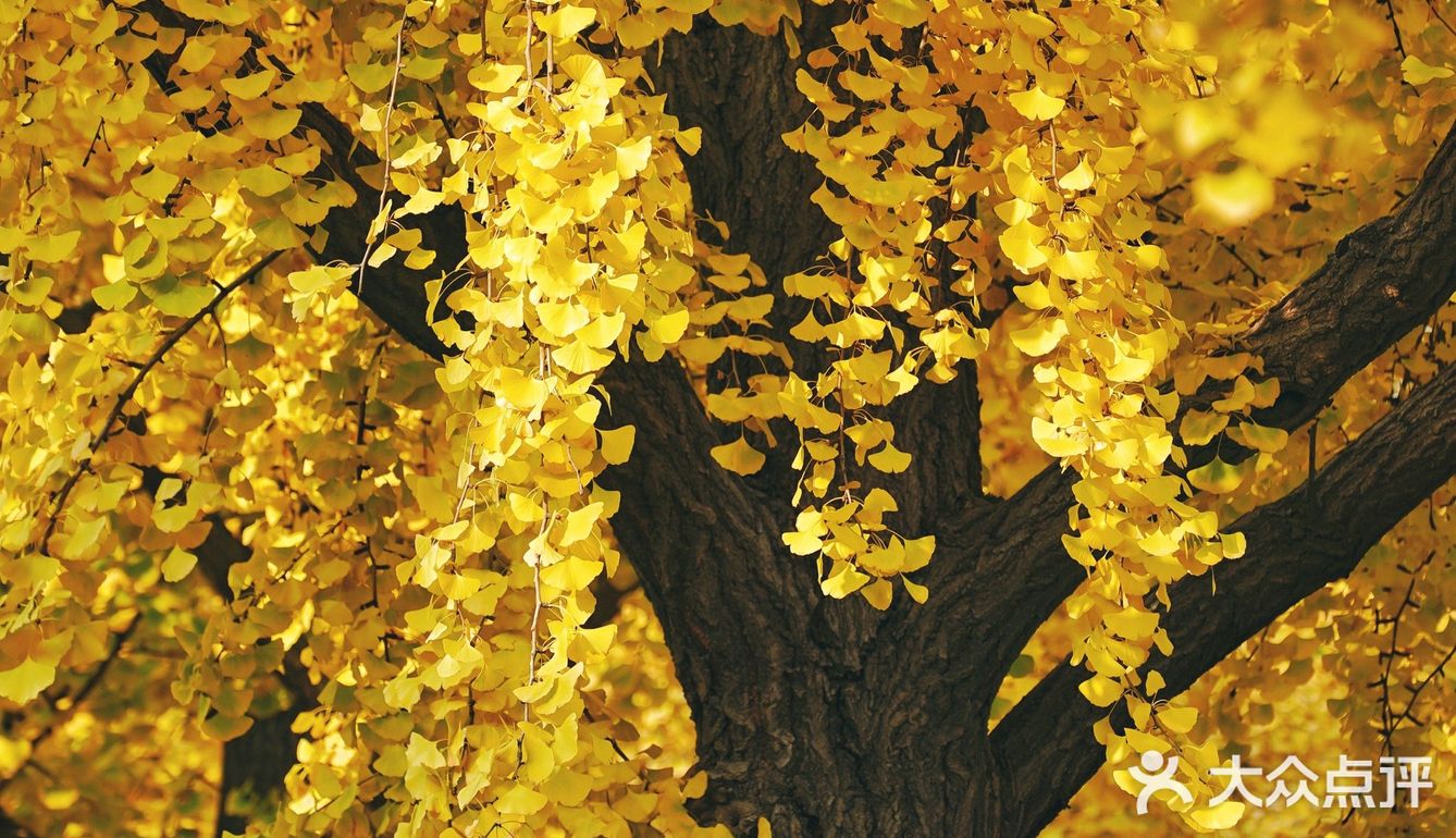 北平之秋｜银杏季｜东直门外大街