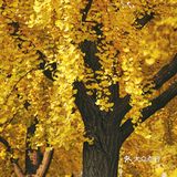 北平之秋｜银杏季｜东直门外大街