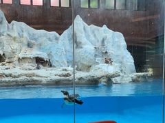 -帝企鹅自助餐厅•儿童岛•真企鹅(长隆企鹅酒店)