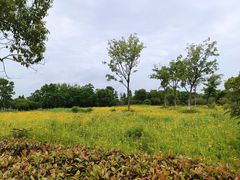 -南湖湿地公园