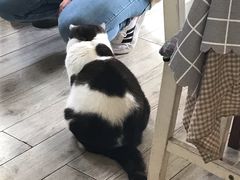 -海边的猫和咖啡馆