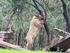 -北京野生动物园