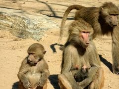 -泉州海丝野生动物世界