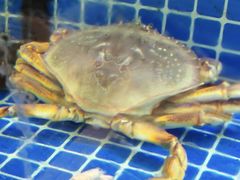 -碧海银沙海鲜餐厅(恒大海上威尼斯店)