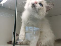 -lincat·猫舍(广州店)