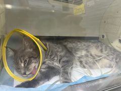 -瑞派名望志远动物医院·猫科·內科·异宠专科(直港大道店)