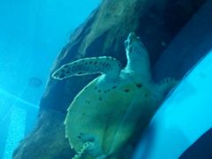 -苏州海洋馆