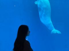 -海合安成都极地海洋公园