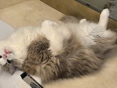 -爱诺耐芙动物医院(万博店)