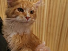 -屋虎猫馆(宝安大仟里店)