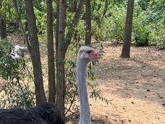 -大连森林动物园