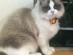 -喵喵咪呀布偶猫咖(春熙路店)