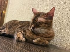 -more than meow吴止猫主题餐厅(承德 中船汇店)