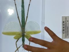 -上海昆虫博物馆