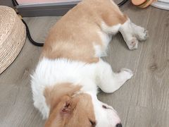 -浣熊柯尔鸭土拨鼠·电玩咖