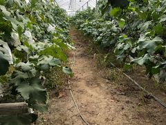 -马陆小张葡萄园农家乐