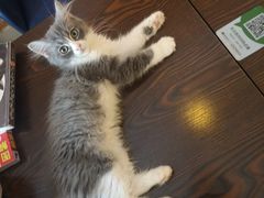 -名猫咖啡馆·撸猫·拼豆