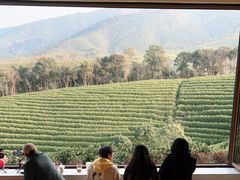 -白茶原·一片叶子