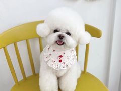 -萌宠之家·腊肠犬·马尔泰·小体犬舍