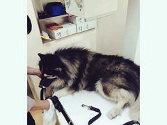 -芭比堂动物医院·犬猫全科·异宠专科(雁塔分院)