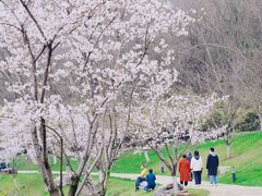 -羊山湖公园