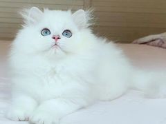 -东方名猫馆·英短金渐层布偶猫舍(环线广场1号楼店)