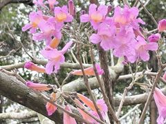 -红花湖景区