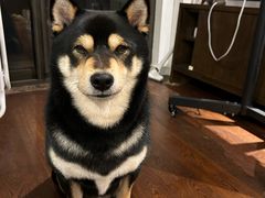 -comecome来吧宠物(奥克斯中心店)