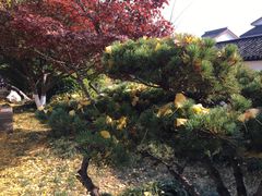 -熙盛源(凤凰街店)