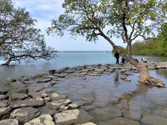 -宝安西湾红树林湿地公园