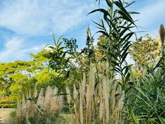 -上海长兴岛郊野公园