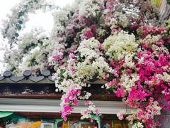 -深圳国际园林花卉博览园