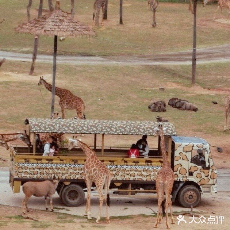 📷🐼长🐒隆🐅野生动物园🦓🐫🦒这么玩才刺激📣