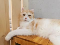 -Heymao猫咖.咖啡厅(东门店)
