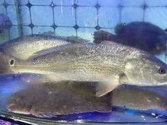 -日照大牌檔•小船海鲜(万平口店)