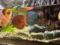 -上海海洋水族馆