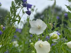 -黑龙江省森林植物园