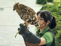 -新加坡飞禽公园