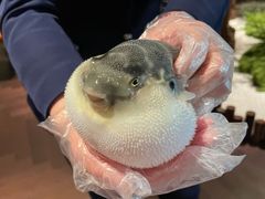 -肆月河豚·淮扬菜·湘菜(华天店)