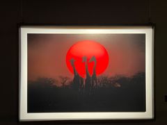 -罗红摄影艺术馆