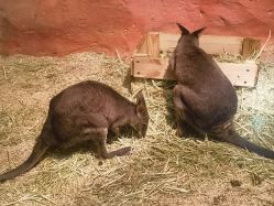 -Zoolung Zoolung动物主题公园(海信广场店)