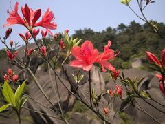 -玉苍山国家森林公园