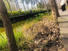 -合肥滨湖国家森林公园