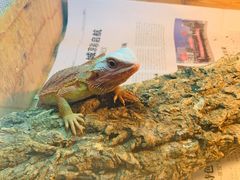 -Rabbit Cafe私房西餐甜点咖啡(栖霞路店)