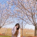 春天的正确打开方式-一起来看场樱花雨吧🌸