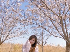 -顾村公园3号门停车场