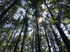 -洛阳白云山景区