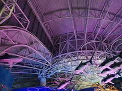 -烟台海昌鲸鲨海洋公园