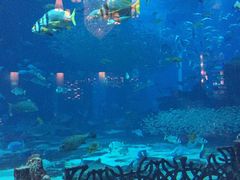 -迪拜帆船酒店海底餐厅